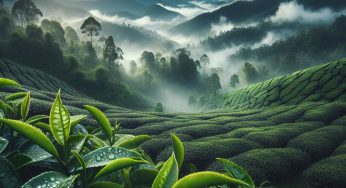 Tea Culture and Climate Change Take Center Stage at COP29 in Baku