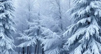 Shreveport’s 1983 Winter Storm: A Chilling Retrospective of Snow and Ice