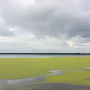 Cross Lake showing signs of algae bloom affecting water quality in Shreveport, LA.